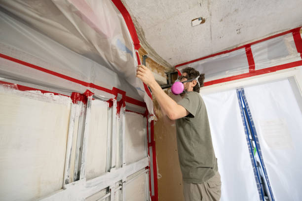 Professional Mold Removal in Chesilhurst, NJ