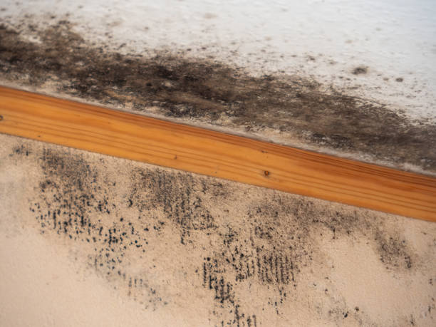 Best Forensic Mold Investigation  in Chesilhurst, NJ