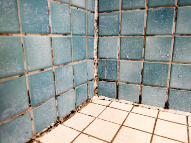Best Crawl Space Mold Remediation  in Chesilhurst, NJ