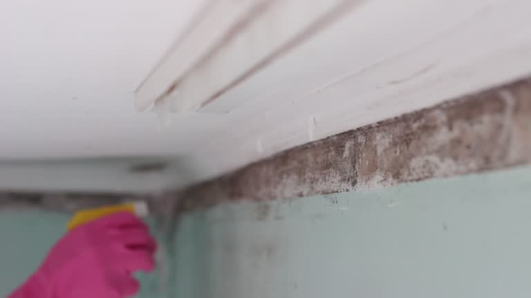 Best Mold Remediation for Healthcare Facilities  in Chesilhurst, NJ